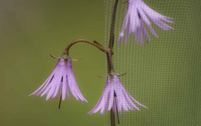 Müssen Fotografen verhüten?